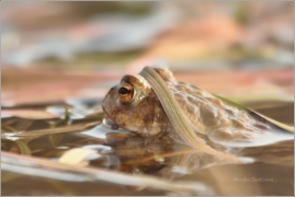 <p>ROPUCHA OBECNÁ (Bufo bufo) ---- /Common toad - Erdkröte/</p>